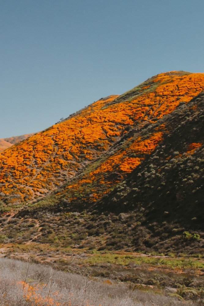 15 Magical California Poppy Fields + Best Month To View Them