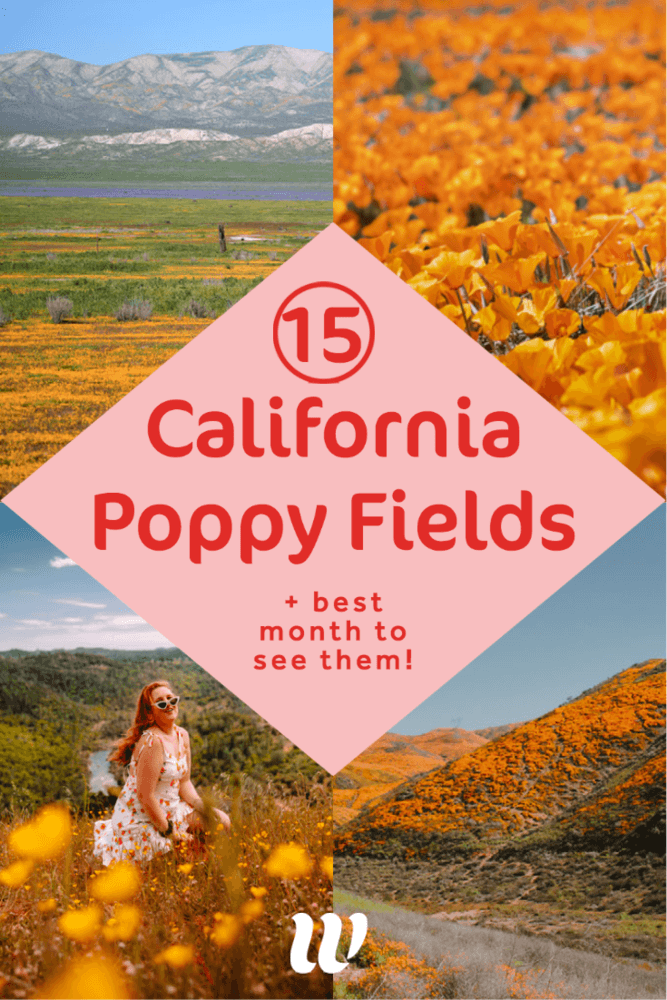 15 Magical California Poppy Fields + Best Month To View Them