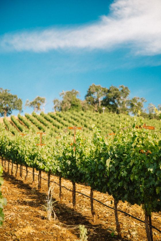 11 Amazing Paso Robles Wineries You Can't Miss For The Perfect Wine