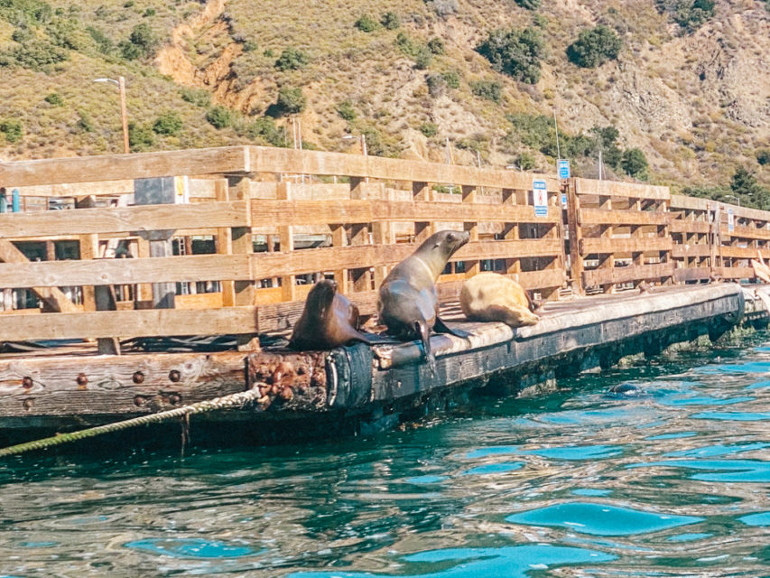 How To Find A Hidden Rope Swing While Kayaking Avila Beach