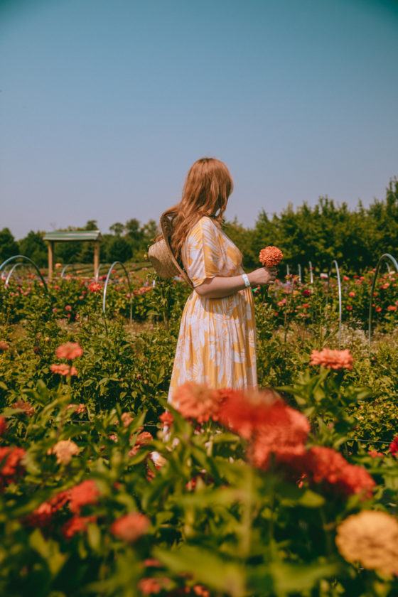 12 Stunning Wisconsin Sunflower Fields (Farms, Upick & More!)