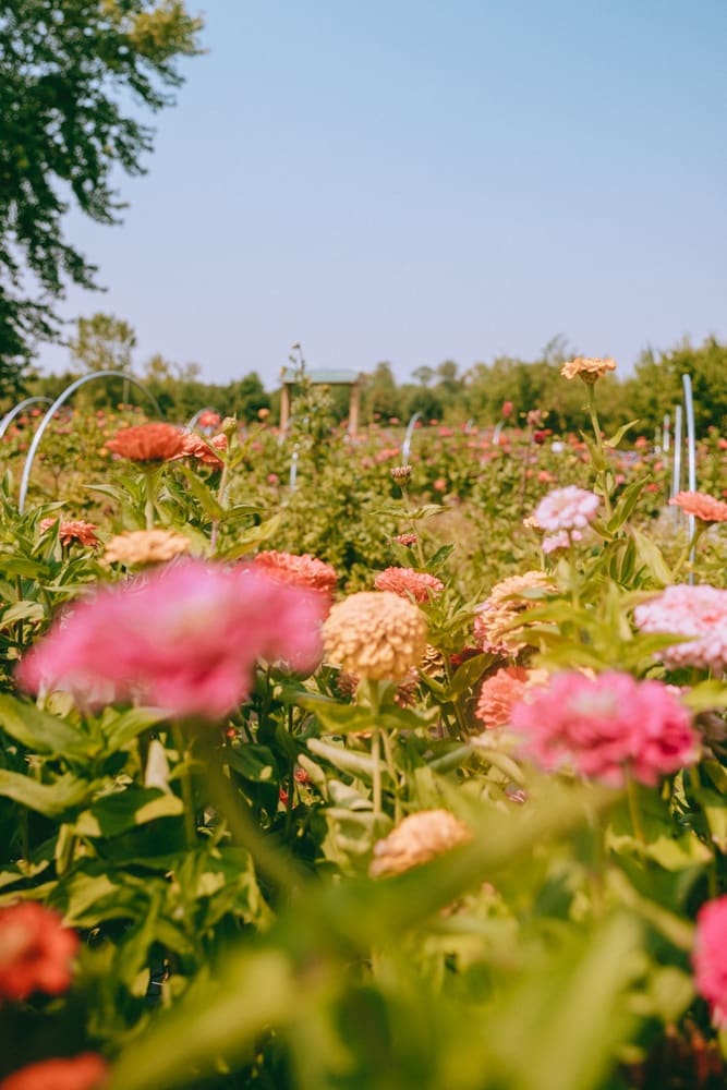 12 Stunning Wisconsin Sunflower Fields (Farms, U-pick & More!)