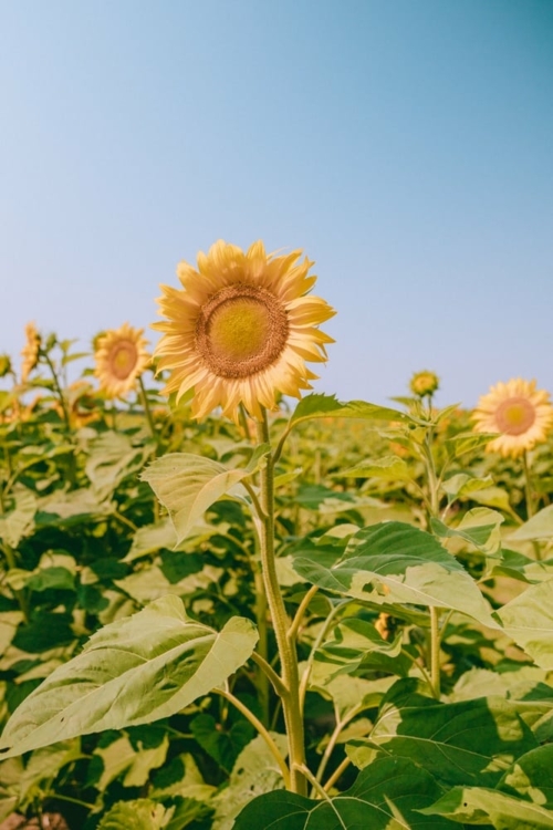 12 Stunning Wisconsin Sunflower Fields (Farms, Upick & More!)