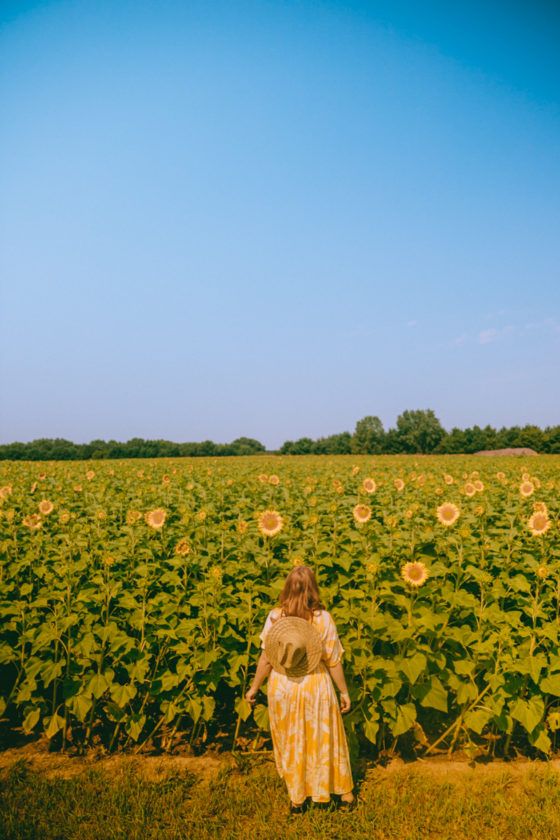 12 Stunning Wisconsin Sunflower Fields (Farms, Upick & More!)