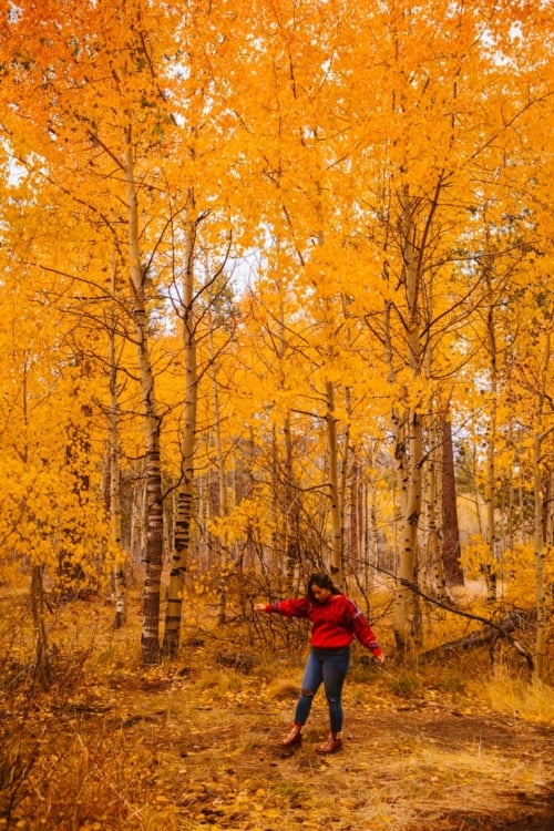 14 Spots To Find Stunning Lake Tahoe & Hope Valley Fall Colors This Autumn