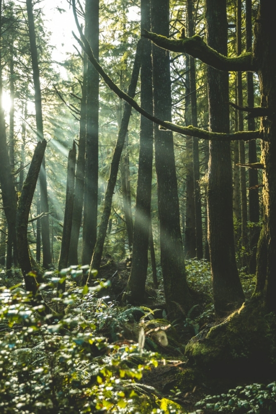 Olympic National Park: 21 Things To Do + Secret Spots You Can't Miss