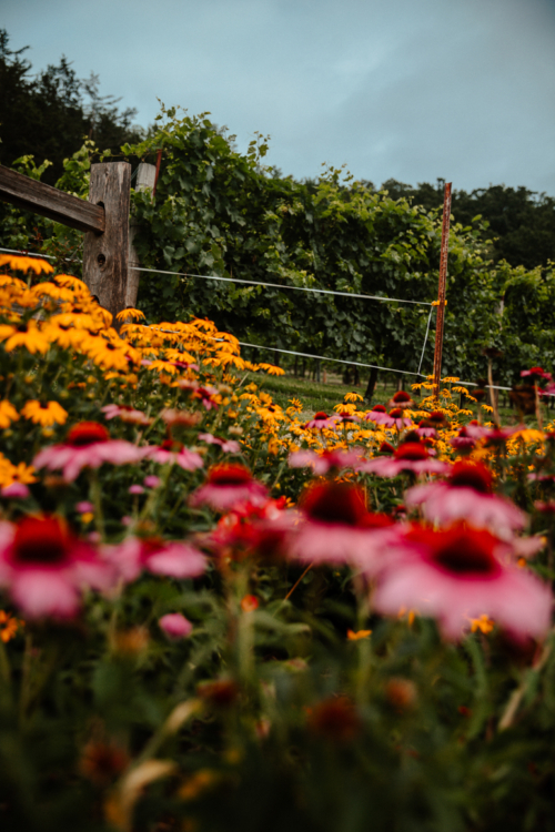 23 Best Wisconsin Wineries For Your Wine Tasting Weekend