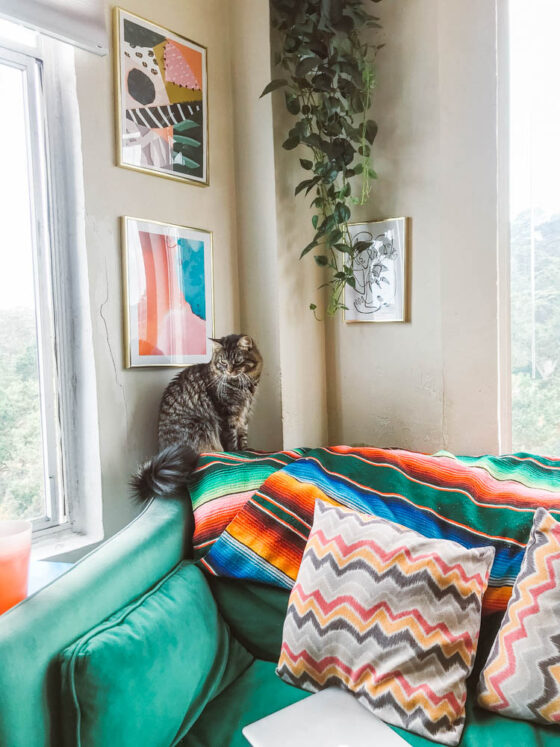 12 Best Couches For Cat Owners (Scratch Proof Yet Chic!)