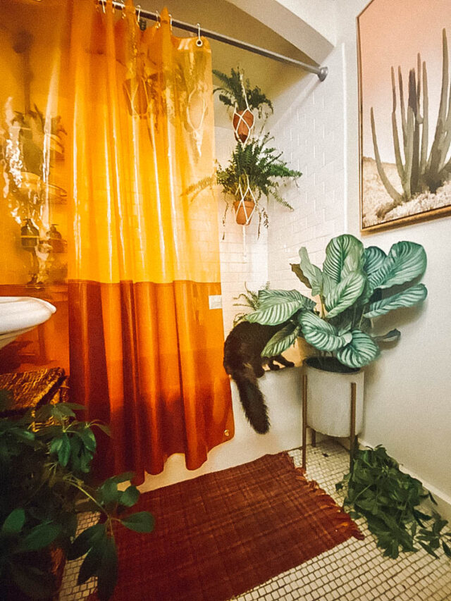 8 CatLady Approved Tips For Leaving Your Cat At Home While On Vacation