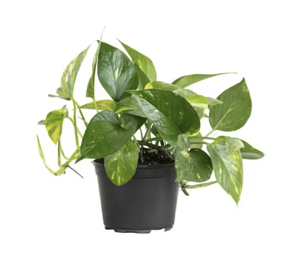 Pathos Plants