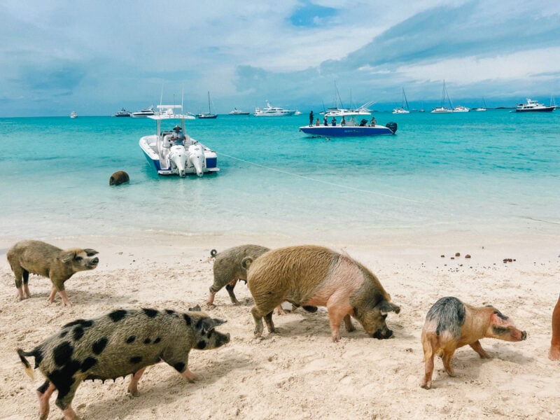 Exactly How To Swim With Exuma Island Pigs In The Bahamas