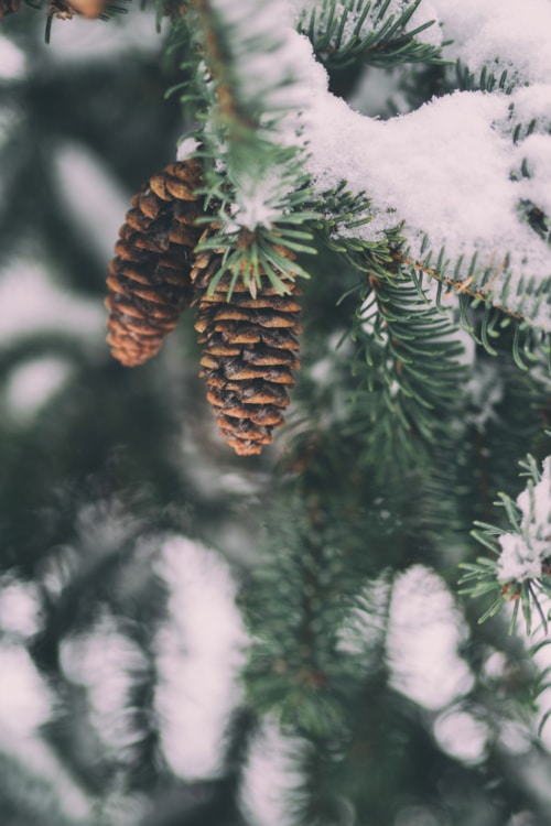 75+ FREE Aesthetic Winter Wallpapers For A Cool Phone (Figuratively)