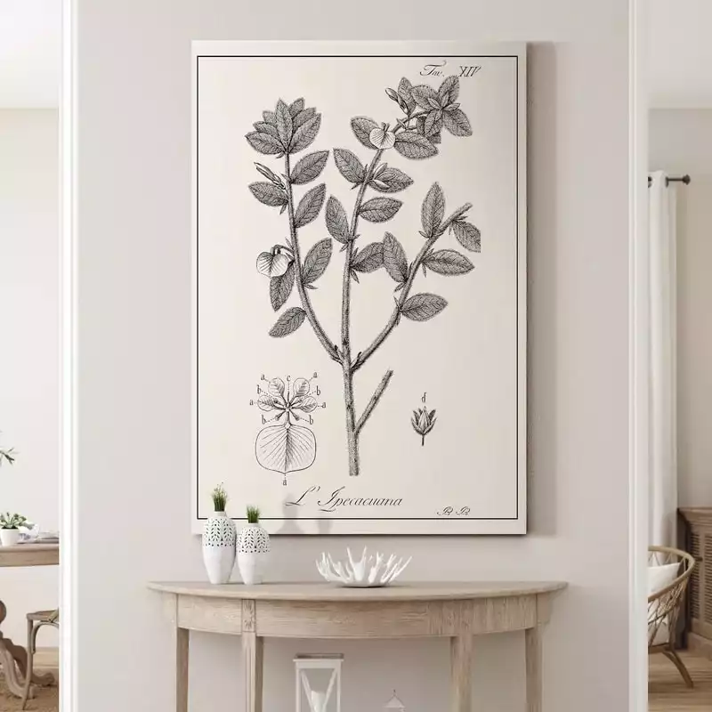 Antique Black And White Botanical Painting Print