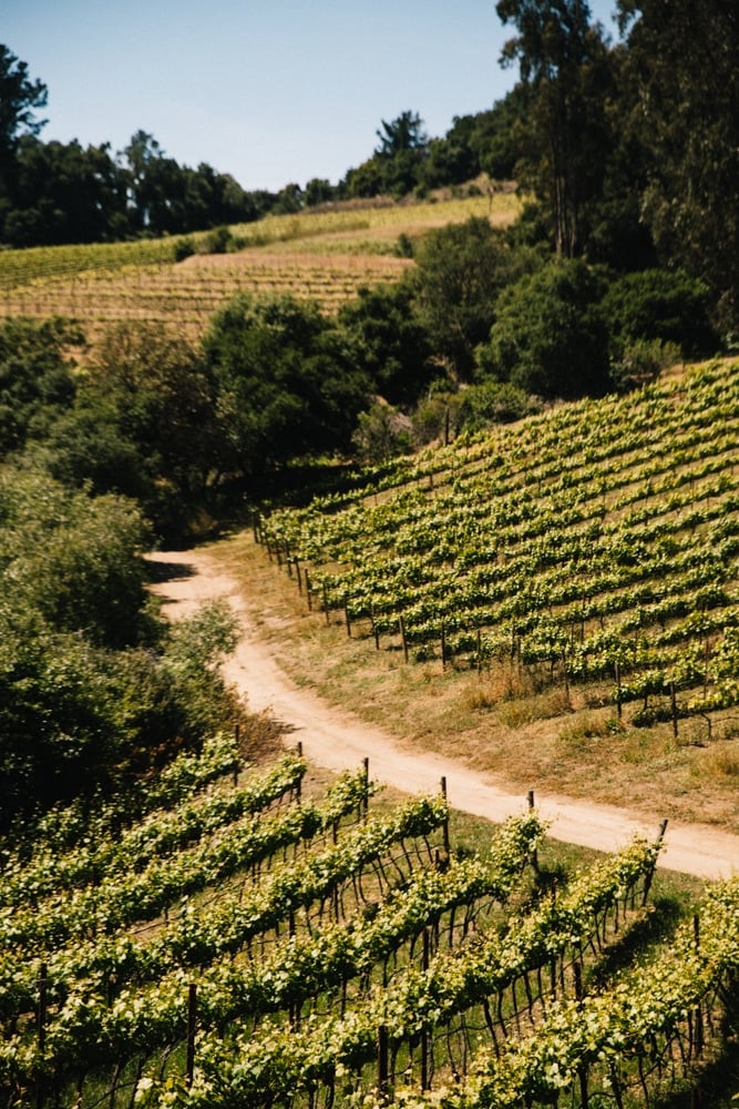 Whimsy Soul - Santa Cruz Wine Mountains (119 of 1)