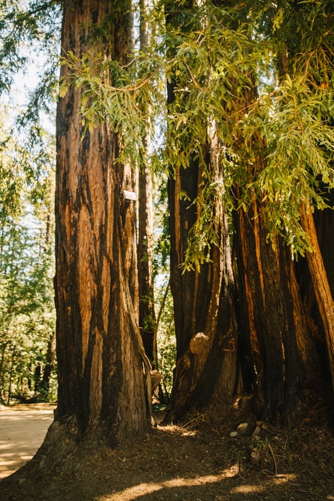 Whimsy Soul - Santa Cruz Wine Mountains (123 of 1)