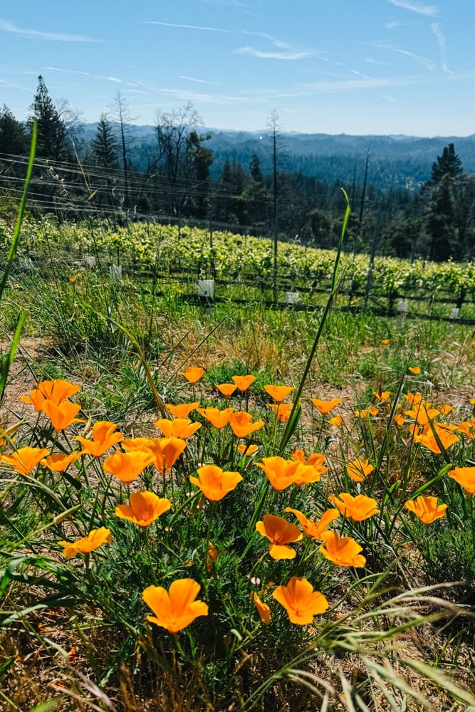 Whimsy Soul - Santa Cruz wine trip (207 of 1)