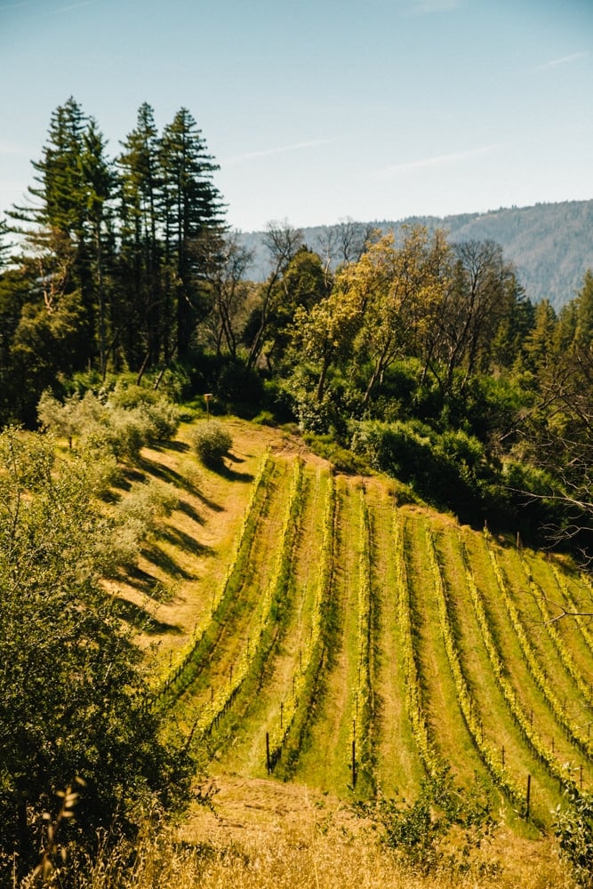 Whimsy Soul - Santa Cruz wine trip (208 of 1)