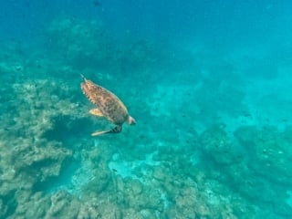 DCIM100GOPROGP010039.JPG
