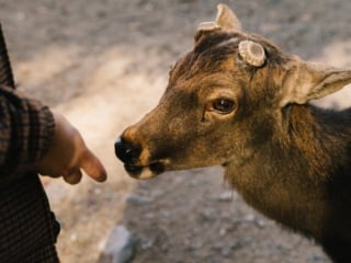 Whimsy Soul - Nara Deer Park Japan-101