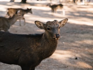 Whimsy Soul - Nara Deer Park Japan-106