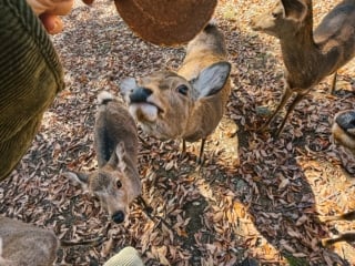 Whimsy Soul - Nara Deer Park Japan-119