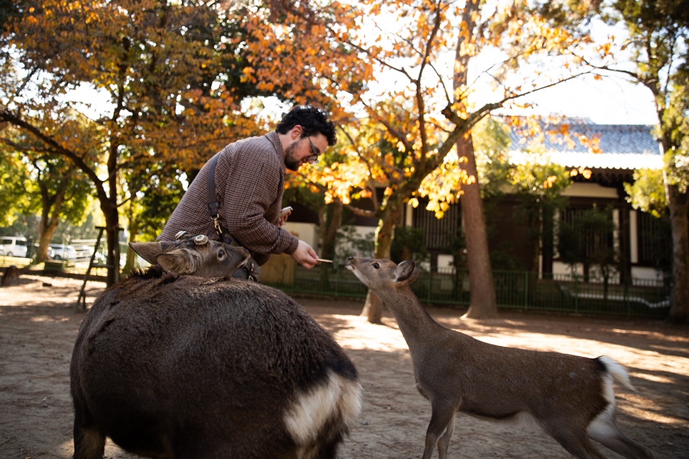 Whimsy Soul - Nara Deer Park Japan-121 Whimsy Soul - Nara Deer Park Japan-121