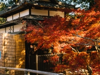 Whimsy Soul - Nara Deer Park Japan-122