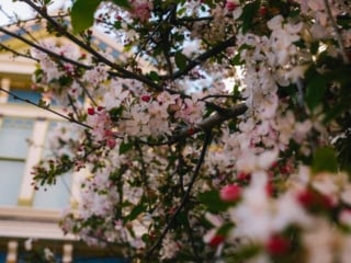 Whimsy Soul - San Francisco Fuji-101