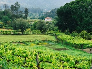 Whimsy Soul - camino de santiago portugal guide-129