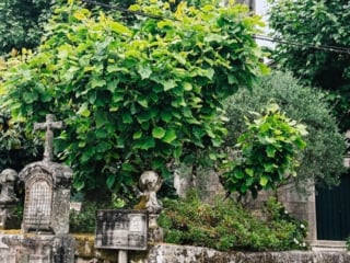 Whimsy Soul - camino de santiago portugal guide-140