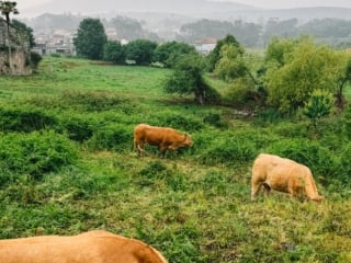 Whimsy Soul - camino de santiago portugal guide-155